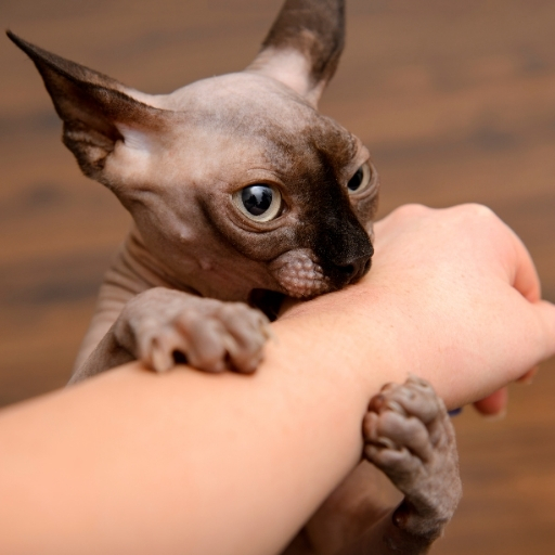 tüysüz kedi sfenks kedisi bakımı