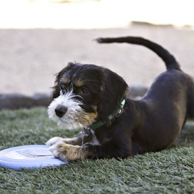 Kong Puppy Yavru Köpek İçin Frizbi - 1