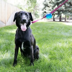 Kong TagAlong Gezdirme Kayışına Asılabilir Köpek Oyun Topu M - 3