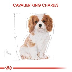 Royal Canin Cavalier King Charles Puppy Yavru Köpek Maması 1,5 Kg - 2