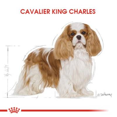 Royal Canin Cavalier King Charles Yetişkin Köpek Maması 3 Kg - 5