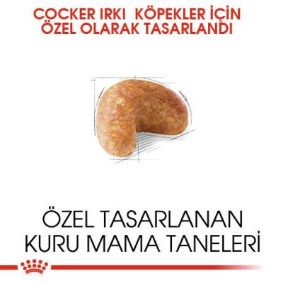 Royal Canin Cocker Adult Özel Irk Yetişkin Köpek Mamasi 3 Kg - 3