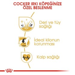 Royal Canin Cocker Adult Özel Irk Yetişkin Köpek Mamasi 3 Kg - 4