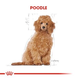 Royal Canin Poodle Junior Yavru Köpek Maması 3 Kg. - 2