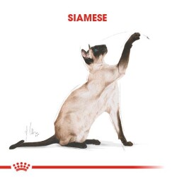 Royal Canin Siamese 38 Siyam Kedisine Özel Yetişkin Mamasi 2 Kg - 3