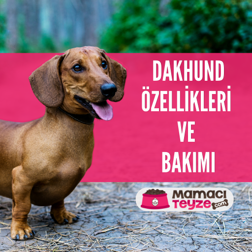 Sosis Köpek Dakhund Özellikleri ve Bakımı