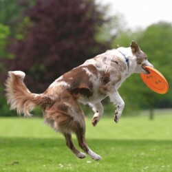 Trixie Köpek Agility Frizbi 19cm - 4